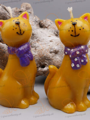 Katze Abby mit Schal