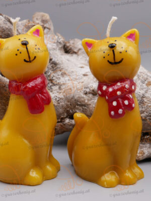 Katze Abby mit Schal