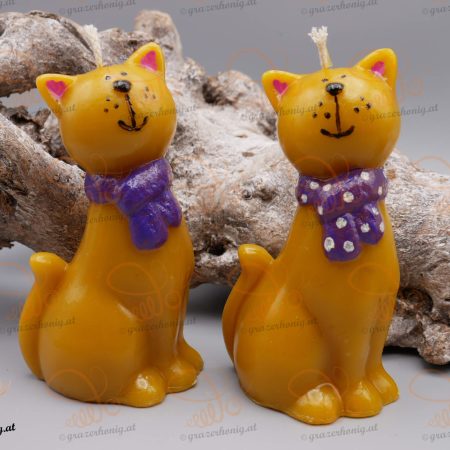 Katze Abby mit Schal