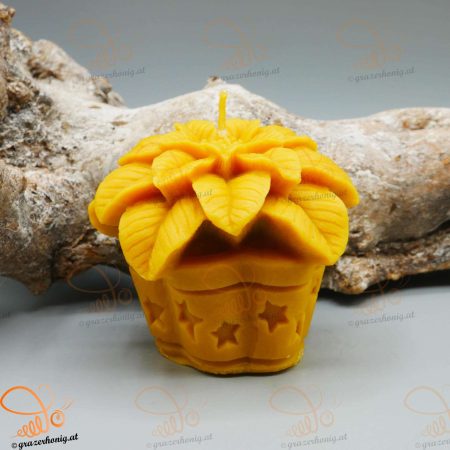 Weihnachtsstern